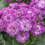 Примула Primula Belarina Candy Frost